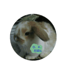 うさぎのたんぽぽ（個別スタンプ：8）