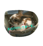 うさぎのたんぽぽ（個別スタンプ：9）