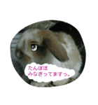 うさぎのたんぽぽ（個別スタンプ：10）