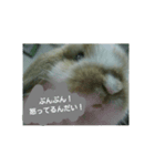 うさぎのたんぽぽ（個別スタンプ：11）