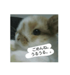 うさぎのたんぽぽ（個別スタンプ：12）