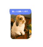 うさぎのたんぽぽ（個別スタンプ：13）
