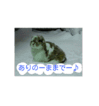 うさぎのたんぽぽ（個別スタンプ：15）