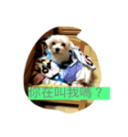 doggie ding（個別スタンプ：1）
