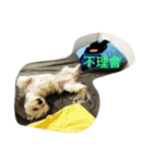 doggie ding（個別スタンプ：2）