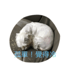 doggie ding（個別スタンプ：4）