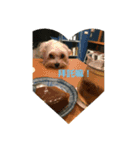 doggie ding（個別スタンプ：5）