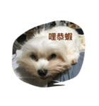 doggie ding（個別スタンプ：6）