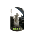 doggie ding（個別スタンプ：7）
