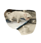 doggie ding（個別スタンプ：8）