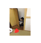 Chris daily（個別スタンプ：12）