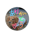 わんわん大好き（個別スタンプ：3）