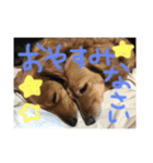 わんわん大好き（個別スタンプ：8）