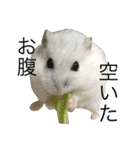 ちびた(ハムスター)（個別スタンプ：1）