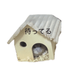 ちびた(ハムスター)（個別スタンプ：6）