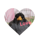 Love Hello Bird（個別スタンプ：1）