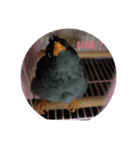 Love Hello Bird（個別スタンプ：2）
