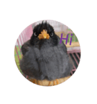 Love Hello Bird（個別スタンプ：6）