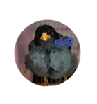 Love Hello Bird（個別スタンプ：7）
