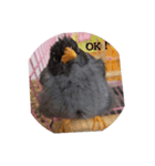 Love Hello Bird（個別スタンプ：8）