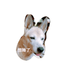 lazy dog lazy cat lazy kid（個別スタンプ：1）