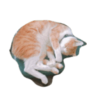 lazy dog lazy cat lazy kid（個別スタンプ：2）