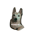 lazy dog lazy cat lazy kid（個別スタンプ：3）
