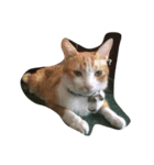 lazy dog lazy cat lazy kid（個別スタンプ：4）