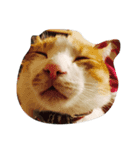 lazy dog lazy cat lazy kid（個別スタンプ：7）