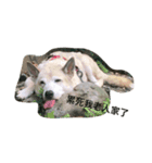 lazy dog lazy cat lazy kid（個別スタンプ：8）