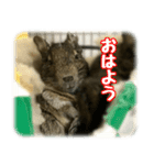 デグー達（個別スタンプ：1）