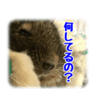 デグー達（個別スタンプ：2）