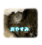 デグー達（個別スタンプ：3）