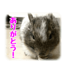 デグー達（個別スタンプ：4）