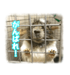 デグー達（個別スタンプ：5）