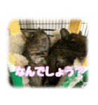 デグー達（個別スタンプ：6）
