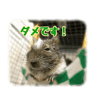 デグー達（個別スタンプ：7）