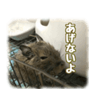 デグー達（個別スタンプ：8）