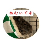 デグーちゃちゃまる（個別スタンプ：1）
