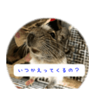 デグーちゃちゃまる（個別スタンプ：2）
