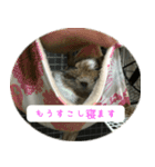 デグーちゃちゃまる（個別スタンプ：4）