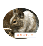 デグーちゃちゃまる（個別スタンプ：6）