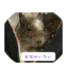 デグーちゃちゃまる（個別スタンプ：7）