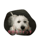 我が家のわん達1234（個別スタンプ：2）