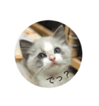 猫猫猫にゃんにゃんにゃん（個別スタンプ：1）