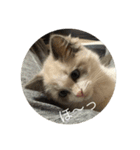猫猫猫にゃんにゃんにゃん（個別スタンプ：2）