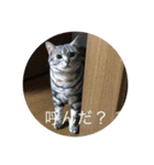 猫猫猫にゃんにゃんにゃん（個別スタンプ：3）