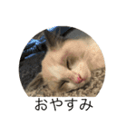 猫猫猫にゃんにゃんにゃん（個別スタンプ：4）