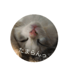 猫猫猫にゃんにゃんにゃん（個別スタンプ：5）