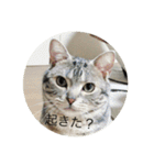 猫猫猫にゃんにゃんにゃん（個別スタンプ：6）
